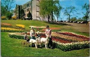 HOLLAND, Michigan Postcard "IT'S TULIP TIME" Girls w/ Dog Carts - 1970 Cancel - Picture 1 of 2