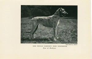 IRISH WOLFHOUND OLD ANTIQUE 1930'S NAMED DOG PRINT - Picture 1 of 1
