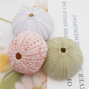 40-60mm Sea Urchin Shell Conch for Fish Tank Home Decor Wind Chimes DIY Making - Picture 1 of 11