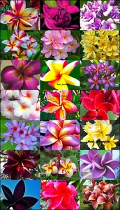 Plumeria Seeds/Flowers/Mx-21/ 300 Seeds Rare!!! - Picture 1 of 5