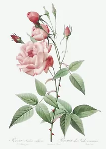 Old Blush China Rose Les Roses by Pierre Joseph Redouté Print Repro - Picture 1 of 2