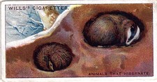 Cigarette card WD & HO Wills, Do You Know, No 8 of 50, Why animals hibernate?