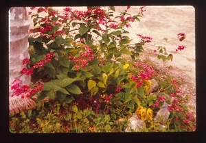 Vintage 35mm Photo Slide Jamaica Negril - Picture 1 of 1