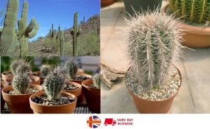 Saguaro Giant Cactus (Carnegiea Gigantea) | 20+ fresh Seeds | Same Day Dispatch - Picture 1 of 4