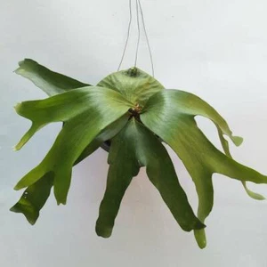 Sporen Platycerium Horn’s Surprise Hirschhornfarn Hybride selten aus artandplants  - Bild 1 von 4