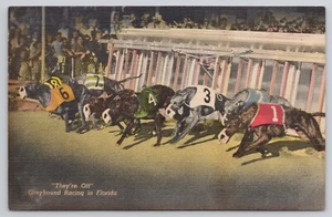 AK Florida Windhundrennen 1953 Vintage - Bild 1 von 2