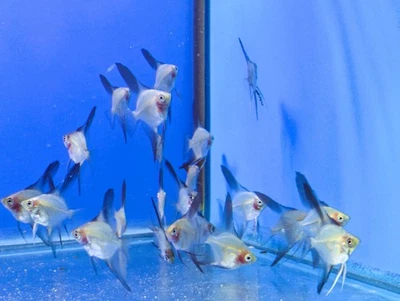 BLUE BLUSHING PARAIBA Angelfish-Dime to Nickel tamaño del cuerpo-¡ALTA CALIDAD (paquete de 4)! Foto 1 de 4