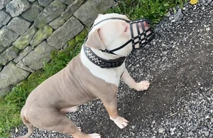 Leather Dog Muzzle for American Bully , Bully XL and other similar snouts - Picture 1 of 16