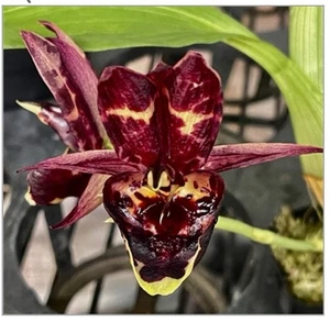 Catasetum expansum #1 X (Melana Davison X Karen Armstrong) ‘Sunset’ BS 4” Pot - Picture 1 of 8