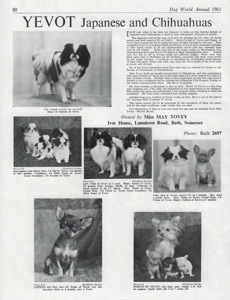 JAPANESE CHIN & CHIHUAHUA DOG BREED KENNEL ADVERT PRINT PAGE 1961 YEVOT KENNEL - Image 1 of 1