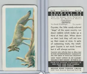 Coyote FC34-3 Brook Bond, Animals North America, 1960, #10 - Imagen 1 de 1