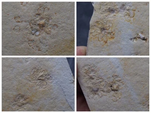 Fósil natural fósil crinoide flotante saccocoma pectinata - Imagen 1 de 8