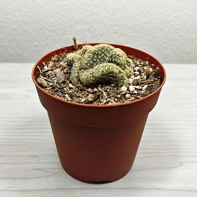 Cactus - Mammillaria Elongata Cristata Brain Cactus (MED) - Live Plant In 4" Pot - Image 1 of 2