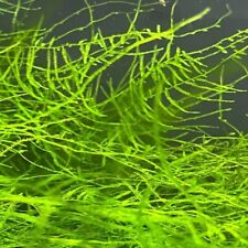 Live Aquarium Plants - Java Moss (Taxiphyllum Barbieri) 15 fl oz