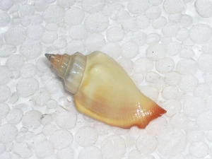CANARIUM URCEUS SPECIAL GELB - Bild 1 von 2