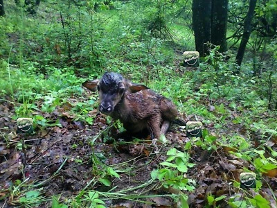 Photo Digital Product Wallpaper - Image Background Baby Animal Nature Forest Pic