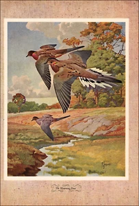 1946 Vintage Print Mourning Dove Bird Fly Hunting Hunt Game Outdoor Wild Forest - Picture 1 of 3