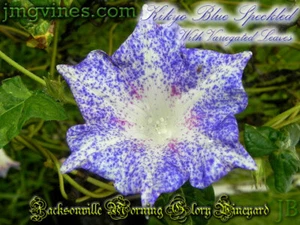 Kikyo Blue Speckled Variegated Leaves Japanese Morning Glory 6 Qty - Picture 1 of 6