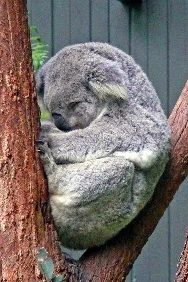 Koala Bear Photograph Picture Print - Image 1 of 1