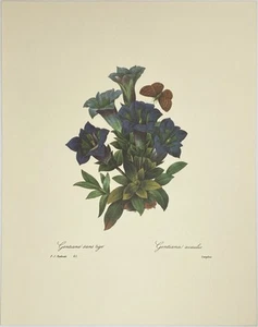 P.J. "Impresión de arte botánico vintage Redoute - Gentiana Acaulis #45- 11"" x 14""" - Imagen 1 de 1