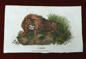Löwendruck, Antik, Löwenstich, handkolorierter Druck, original altes Bild - Bild 1 von 9