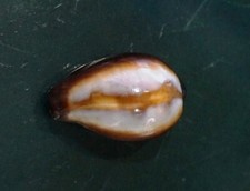 Cypraea ONYX 32 mm F+++/GEM dwarf SIZE  , nice sharp mantle line   WOW!!!