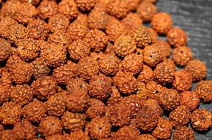 Loose Rudraksha Rudraksh 8 MM Beads Hindu Yoga Meditation Wholesale JAPA Jewelry - Picture 1 of 5