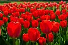 100 Fresh Red Tulip Bulbs for Planting - Easy to Grow - Made in USA, Ships from 