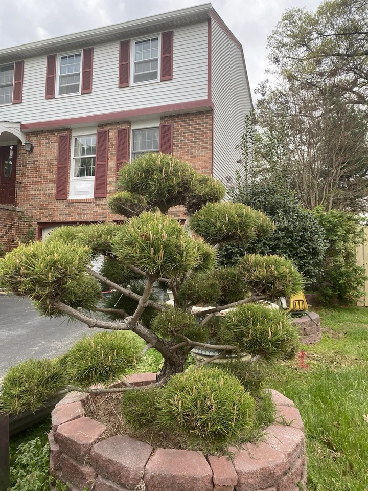 Bonsai Mugo pino en venta Foto 1 de 1