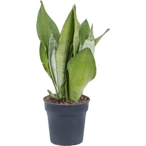 Sansevieria Moonshine circa 70 cm canapa ad arco pianta d'appartamento facile da curare - Foto 1 di 2