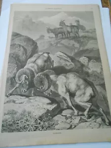 1879 Engraving - The Bighorns Combat - Picture 1 of 1