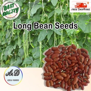 Yard Long Bean seeds Asian organic 100% naturel Sri Lanka Green Bean 25 to 200 - Picture 1 of 4