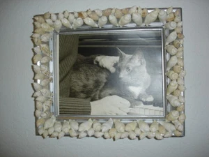 SEASHELL PICTURE FRAME  ALL NATURAL SHELLS BEACH DECOR 8'X10"  WOOD FRAME - Picture 1 of 5