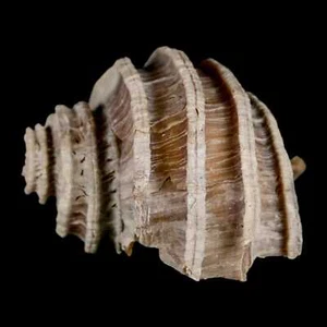 1.8" Ecphora Gardnerae Gastrópodo Fósil Shell Lee Creek Época Mioceno - Imagen 1 de 8