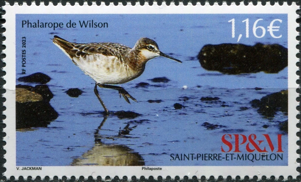 Saint Pierre and Miquelon 2023. Wilson's Phalarope (MNH OG **) Stamp - Image 1 of 1