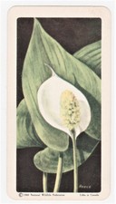 BROOKE BOND CANADA Wild Flowers of North America WATER-ARUM Series 3 No 3