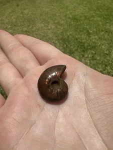 Ammonite Fossil - Picture 1 of 2