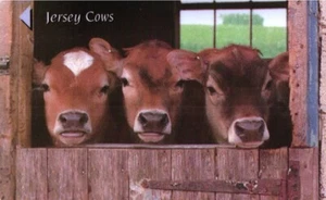 578 Phonecard Used Jersey Cows - Picture 1 of 1