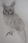 Original Pencil Bird Drawing Of A Great Horned Owl On Ivory White Paper
