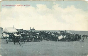 OREGON HORSES ROUND UP CAMP OLD 1909 POSTCARD VIEW - Picture 1 of 2