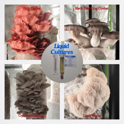 Colture di funghi | colture liquide | Mushroom Liquid Cultures | Gourmet, Glowing - Immagine 1 di 4