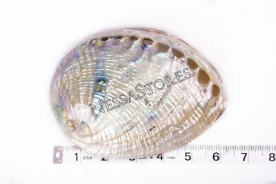 Green Abalone Sea Shell BOTH Side Polished Beach Craft 6" - 7" (1 pc) #JC-084 - Image 1 of 4