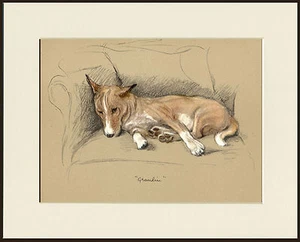 BASENJI LOVELY IMAGE SLEEPING DOG ART PRINT MOUNTED READY TO FRAME - Foto 1 di 1