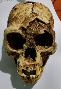 Skull Homo Floresciensis Flores Man Resin Replica 1:1 size - Picture 1 of 4