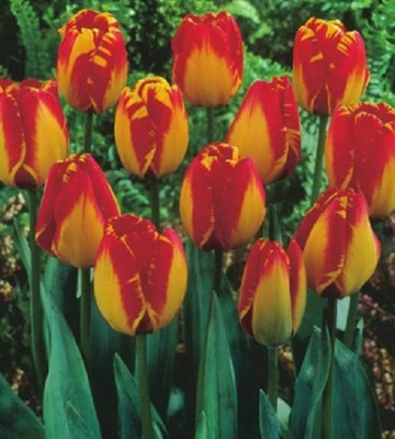 10 Tulpen Banja Luka Blumenzwiebeln Tulpenzwiebeln Lieferbar 9.9. - Bild 1 von 3