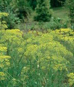DILL SEED, MAMMOTH LONG ISLAND, HEIRLOOM, NON GMO, 50+ SEEDS, SPICE - Picture 1 of 7