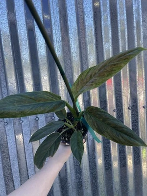 #7 Philodendron Variegated Subhastatum 4” Pot Aroid Houseplant - Image 1 of 4