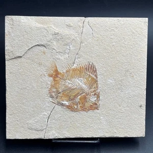 Pycnosteroides levispinosus fossil fish – Cretaceous Cenomanian Lebanon – 6,5 cm - Picture 1 of 4