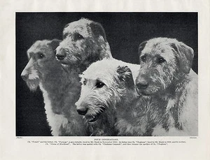 IRISH WOLFHOUND FOUR GENERATIONS OF NAMED CHAMPION DOGS OLD 1930'S DOG PRINT - Bild 1 von 1