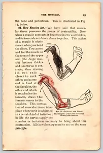 Armmuskeln Hand Ephemera menschliche Anatomie wissenschaftliche Illustration Junk Journal - Bild 1 von 2
